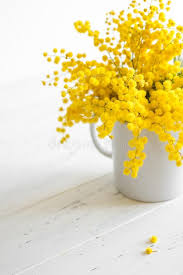 Bouquet Of Mimosa Flowers On White Wooden Background Springtime Bright Bouquet Sponsored Flowers White Bouqu In 2020 Mimosa Flower Flowers Beautiful Flowers