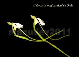 Image result for Habenaria dregeana