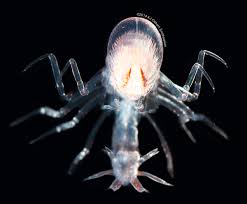 Image result for Amphiasma