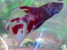 The betta fish is probably the second most popular fish kept, after goldfish. Super Pretty Betta Fish Instock Now Pet Shop Santa Cruz Facebook