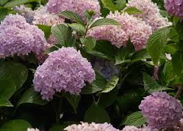 Most garden soils have a ph between 5.5 and 8.0. How To Lower Ph In Soil Make It More Acidic Big Blog Of Gardening