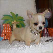 Chihuahua Puppy For Sale Asiapets In