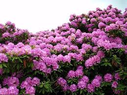 Mountain Laurel Rhododendron Garden Grandview State Park Wv West Virginia State Flower Towns In West Virginia Mountain Laurel