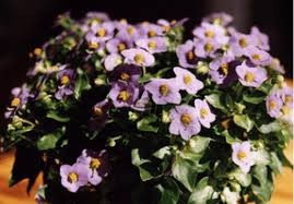 Image result for Exacum