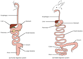 Invertebrates And Vertebrate Digestive Systems Biology For Majors Ii