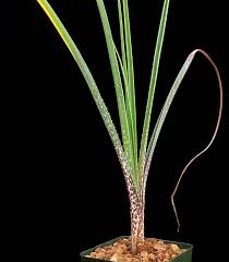 Image result for Aloe cooperi