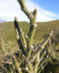 Image result for Phragmanthera crassicaulis