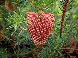 Image result for Walleria nutans