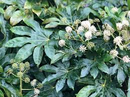 Image result for Alafia orientalis