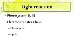 Photosynthesis In 2020 Photosynthesis Light Reaction Chemical Energy