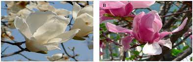 Flowers medical group offers a range of diagnostic services and treatment for neurological conditions, from headaches and sleep disorders to stroke, seizures, multiple sclerosis and other disorders of the brain, spine and nervous system. Molecules Free Full Text Analysis Of Metabolites In White Flowers Of Magnolia Denudata Desr And Violet Flowers Of Magnolia Liliiflora Desr Html