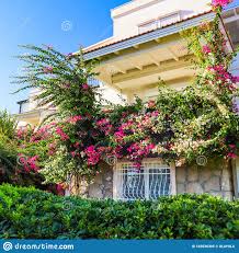 Erschaffen sie ein mediterranes flair und holen sie sich das mittelmeer in ihren garten oder auf ihren balkon. Mediterrane Pflanzen Im Garten Und Schone Rosa Weisse Begonville Blumen Auf Dem Traditionellen Sommerhaus In Bodrum Turkei Stockbild Bild Von Traditionellen Blumen 163536305