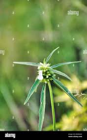 Image result for Leucas