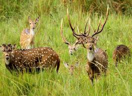 Top 10 Wildlife Sanctuaries And National Park In Kerala The wildlife sanctuaries spread over the length and breadth of kerala provide a perfect opportunity to revel in the glory of the mother nature and appreciate the beauty and refined skills of its untamed creatures. wildlife sanctuaries and national park