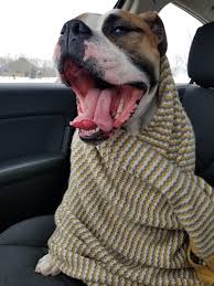 If you've seen a cat panting like a dog in a viral video or even in person, you may why is my cat panting like a dog? Tips For Car Anxiety Swaddling Didn T Help Dogtraining