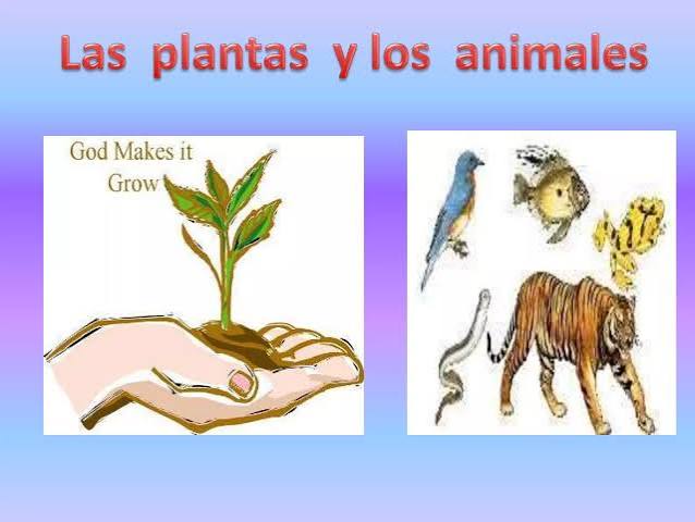 Plantas y animales 4 | PPTX