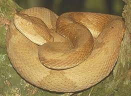The Golden Lancehead Is Responsible For 90 Of All Snakebite Related Deaths In Brazil Snake Snake Facts Pit Viper