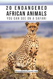 My buddhist lists by kenji. 20 Endangered African Animals You Can See On A Safari Green Global Travel