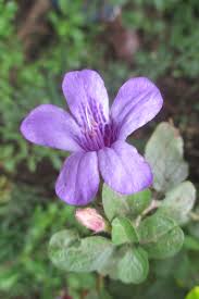 Image result for Dyschoriste thunbergiiflora