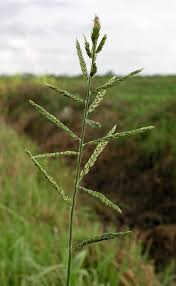 Image result for Polystachya melanantha