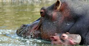 Animal News Baby Hippo Zoo Pictures Hippo Swimming