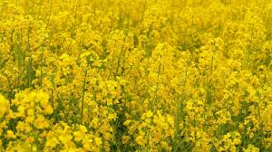 Image result for Brassica