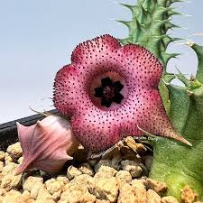 Image result for Huernia hislopii