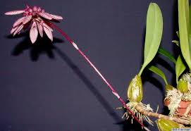 Image result for Bulbophyllum burttii