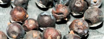 Wacholderbeeren im onlinesupermarkt kaufen ✔ gratislieferung für neukunden ✔ lieferung zum wunschtermin » jetzt beim testsieger rewe bestellen! Wacholderbeeren Das Blaue Wunder Der Natur