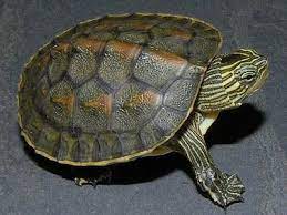 Their body form is unique: Chinese Golden Thread Turtle Ocadia Sinensis Turtles For Sale Turtle Small Turtles