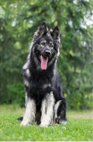 Black And Silver German Shepherd Puppies For Sale Near Me Long Coated Silver Sable German Shepherd From Bellevue German Shepherds Www Bellevuegs Sable German Shepherd Silver Sable German Shepherd German Shepherd Dogs