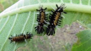 We did not find results for: Flashy Fall Caterpillars Aren T As Dangerous As You May Think Well Most Of Them Anyway Wgme