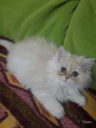 Anne Iran Himalaya Baba Chinchilla Kedi Yavrulari Petcim Com Kedi Yavru Kediler Babalar