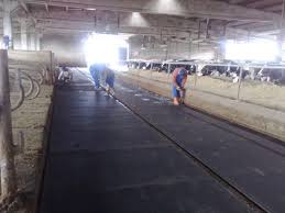 Süt kardeşler süt kardeşlerle tanışın. Sut Kardesler Ciftligi Kraiburg Turkiye