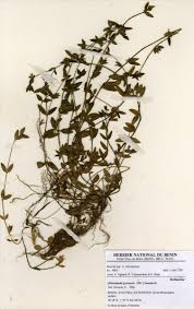 Image result for Oldenlandia goreensis