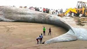 World S Biggest Animal Terrifying Youtube Amazing Nature Photos Big Animals Animals Of The World