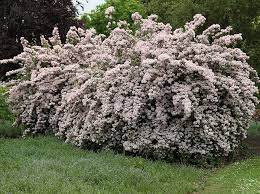Buy Beauty Bush Kolkwitzia Amabilis Pink Cloud 16 99 Delivery By Crocus