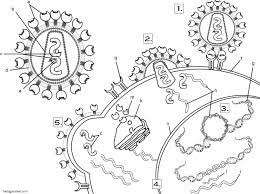 Several types of hiv tests check your blood or other body fluids to see if you're infected. Hiv Coloring