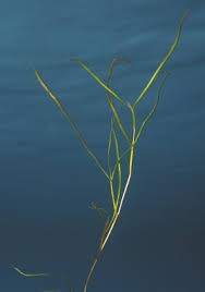 Image result for Stuckenia