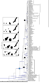 Image result for Lotus mlanjeanus