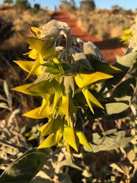 Image result for Crotalaria teretifolia