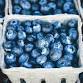 The Vermont Blueberry Festival