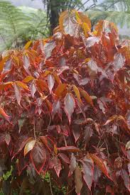 Image result for Acalypha volkensii