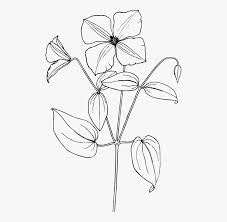 Clematis Sampaguita Flower Drawing Easy Free Transparent Clipart Clipartkey But this is not all. sampaguita flower drawing easy free