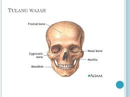 Maybe you would like to learn more about one of these? Anatomi Fisiologi Sistem Muskuloskeletal Ppt Download
