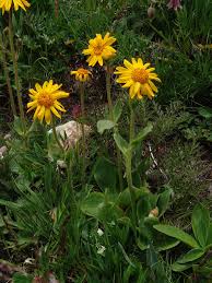 Image result for Geigeria brevifolia