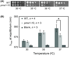 Lipids, proteins, and carbohydrates in the plasma membrane can diffuse freely throughout the cell membrane; Relative Membrane Potential Of Pma1 10 And Parental Cells At Different Download Scientific Diagram