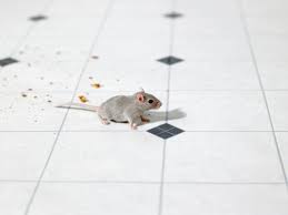 How To Stop Mice In Kitchen Cabinets Hunker Mice Repellent Getting Rid Of Mice Keep Mice Away