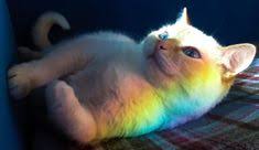 Keren abis, kamu yang cowok pasti kalah keren dari gaya kucing satu ini. Vina Novinaaulia7 Profil Pinterest