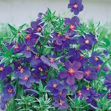 Image result for Anagallis kochii